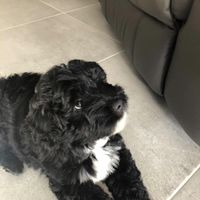 Reviewer Jenny St Clair's photo: black and white puppy