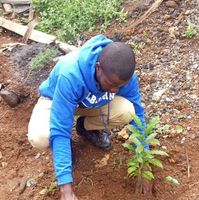 Reviewer Raphael Mwangi's photo: man planting a seedling